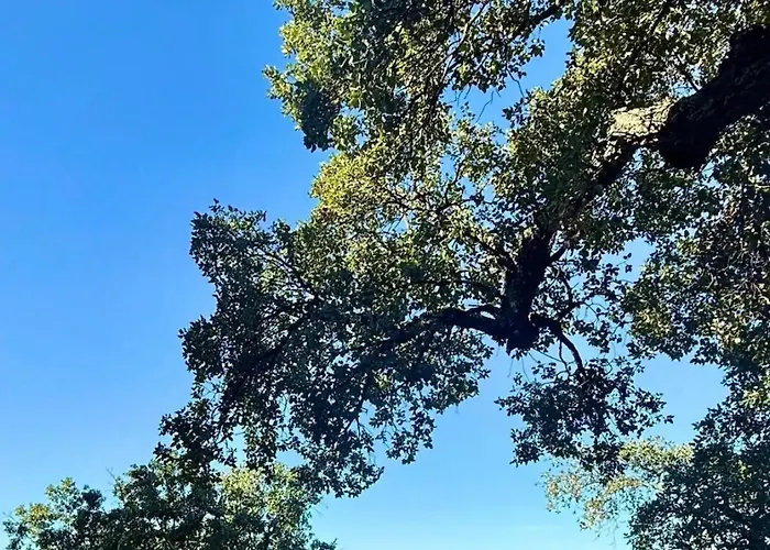 St Tropez Surprise Campsite *
